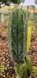 #EC299 Trichocereus BBG Amazonas Cactus Cutting 7-8"