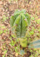 #EC299 Trichocereus BBG Amazonas Cactus Cutting 7-8"