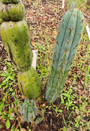 #EC299 Trichocereus BBG Amazonas Cactus Cutting 7-8"
