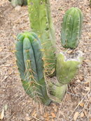 #EC299 Trichocereus BBG Amazonas Cactus Cutting 7-8"