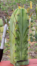 #EC299 Trichocereus BBG Amazonas Cactus Cutting 7-8"
