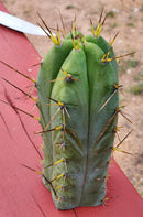 #EC299 Trichocereus BBG Amazonas Cactus Cutting 7-8"