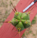 #EC299 Trichocereus BBG Amazonas Cactus Cutting 7-8"