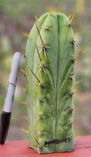 #EC299 Trichocereus BBG Amazonas Cactus Cutting 7-8"