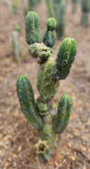 #EC299 Trichocereus BBG Amazonas Cactus Cutting 7-8"