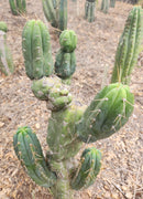 #EC299 Trichocereus BBG Amazonas Cactus Cutting 7-8"