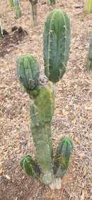 #EC299 Trichocereus BBG Amazonas Cactus Cutting 7-8"