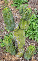 #EC299 Trichocereus BBG Amazonas Cactus Cutting 7-8"