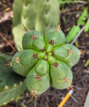 #EC300 EXACT Trichocereus Pachanoi "Phat Pach" Cactus Cutting