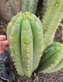 #EC300 EXACT Trichocereus Pachanoi "Phat Pach" Cactus Cutting