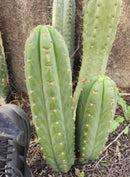 #EC300 EXACT Trichocereus Pachanoi "Phat Pach" Cactus Cutting