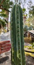 #EC300 EXACT Trichocereus Pachanoi "Phat Pach" Cactus Cutting