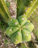 #EC300 EXACT Trichocereus Pachanoi "Phat Pach" Cactus Cutting
