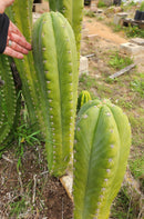 #EC300 EXACT Trichocereus Pachanoi "Phat Pach" Cactus Cutting