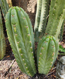 #EC300 EXACT Trichocereus Pachanoi "Phat Pach" Cactus Cutting