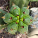 #EC300 EXACT Trichocereus Pachanoi "Phat Pach" Cactus Cutting