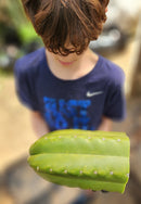 #EC300 EXACT Trichocereus Pachanoi "Phat Pach" Cactus Cutting