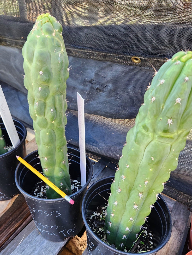 #EC301 EXACT Trichocereous Chalaensis X Nitrogen Mama TPC Cactus Cuttings