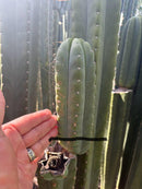 #EC302 EXACT Trichocereus SLOP "Wrinkle in Time" WIT Cactus Cuttings 6”