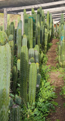 #EC302 EXACT Trichocereus SLOP "Wrinkle in Time" WIT Cactus Cuttings 6”