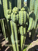 #EC302 EXACT Trichocereus SLOP "Wrinkle in Time" WIT Cactus Cuttings 6”