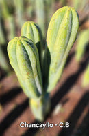 #EC303 EXACT Trichocereus Pachanoi Chancayllo Clone cactus cutting 8"