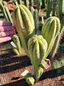 #EC303 EXACT Trichocereus Pachanoi Chancayllo Clone cactus cutting 8"