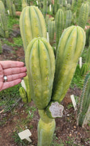 #EC303 EXACT Trichocereus Pachanoi Chancayllo Clone cactus cutting 8"