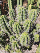 #EC304 EXACT Trichocereus Puquiensis "Linda" Cactus Cutting 7-8”