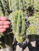 #EC304 EXACT Trichocereus Puquiensis "Linda" Cactus Cutting 7-8”