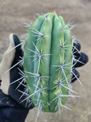 #EC304 EXACT Trichocereus Puquiensis "Linda" Cactus Cutting 7-8”