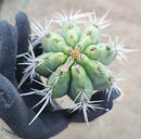 #EC304 EXACT Trichocereus Puquiensis "Linda" Cactus Cutting 7-8”