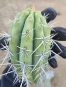 #EC304 EXACT Trichocereus Puquiensis "Linda" Cactus Cutting 7-8”