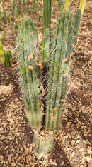 #EC304 EXACT Trichocereus Puquiensis "Linda" Cactus Cutting 7-8”