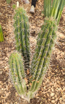 #EC304 EXACT Trichocereus Puquiensis "Linda" Cactus Cutting 7-8”