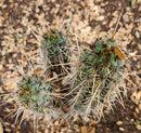 #EC304 EXACT Trichocereus Puquiensis "Linda" Cactus Cutting 7-8”