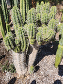 #EC304 EXACT Trichocereus Puquiensis "Linda" Cactus Cutting 7-8”