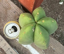 #EC306 EXACT Trichocereus Scopulicola Scop Patrick Noll Cactus Cuttings
