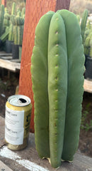 #EC306 EXACT Trichocereus Scopulicola Scop Patrick Noll Cactus Cuttings