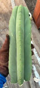 #EC306 EXACT Trichocereus Scopulicola Scop Patrick Noll Cactus Cuttings