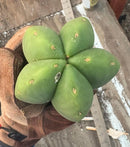 #EC306 EXACT Trichocereus Scopulicola Scop Patrick Noll Cactus Cuttings