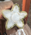 #EC306 EXACT Trichocereus Scopulicola Scop Patrick Noll Cactus Cuttings