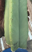 #EC306 EXACT Trichocereus Scopulicola Scop Patrick Noll Cactus Cuttings