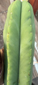 #EC306 EXACT Trichocereus Scopulicola Scop Patrick Noll Cactus Cuttings