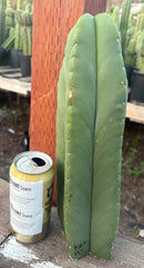 #EC306 EXACT Trichocereus Scopulicola Scop Patrick Noll Cactus Cuttings