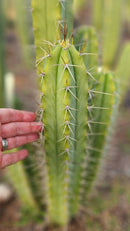 #EC309 EXACT Trichocereus Lost Label Cactus Cutting 7-8"