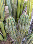 #EC31 EXACT Trichocereus Two Headed Monster Cactus Cutting 15”