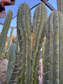 #EC31 EXACT Trichocereus Two Headed Monster Cactus Cutting 15”