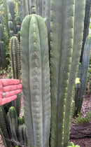 #EC312 EXACT Trichocereus Pachanoi X Peruvianus “Launch” Cactus Cutting 15”