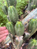 #EC313 EXACT Trichocereus Pachanoi LER Cactus Cutting 4-5”